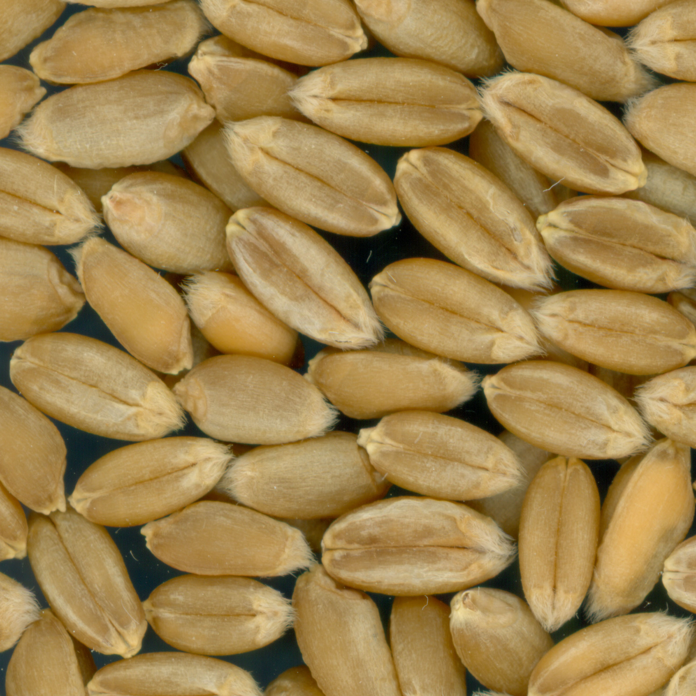 KERNELS